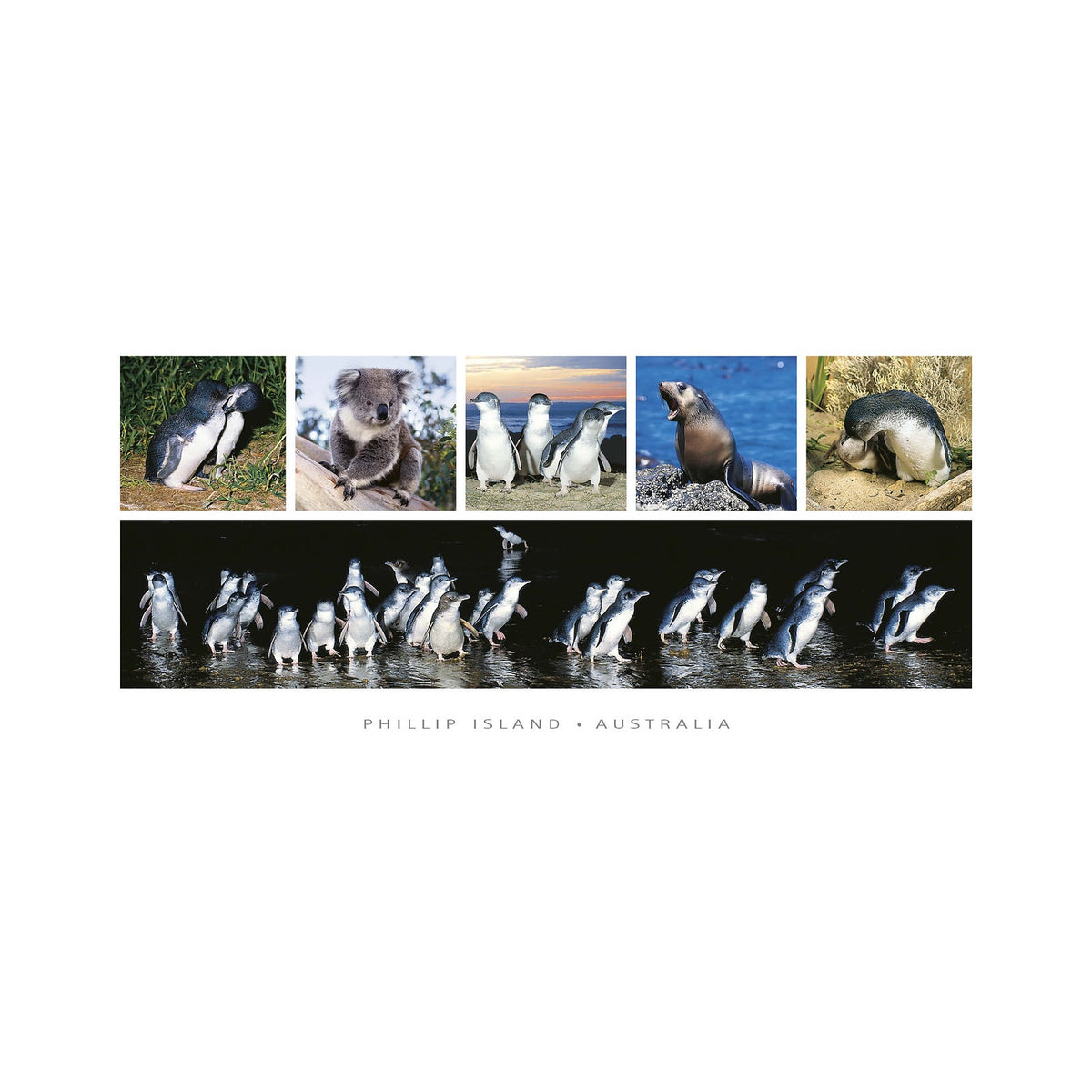 Phillip Island 6 scene - Panoramic Framer Postcard