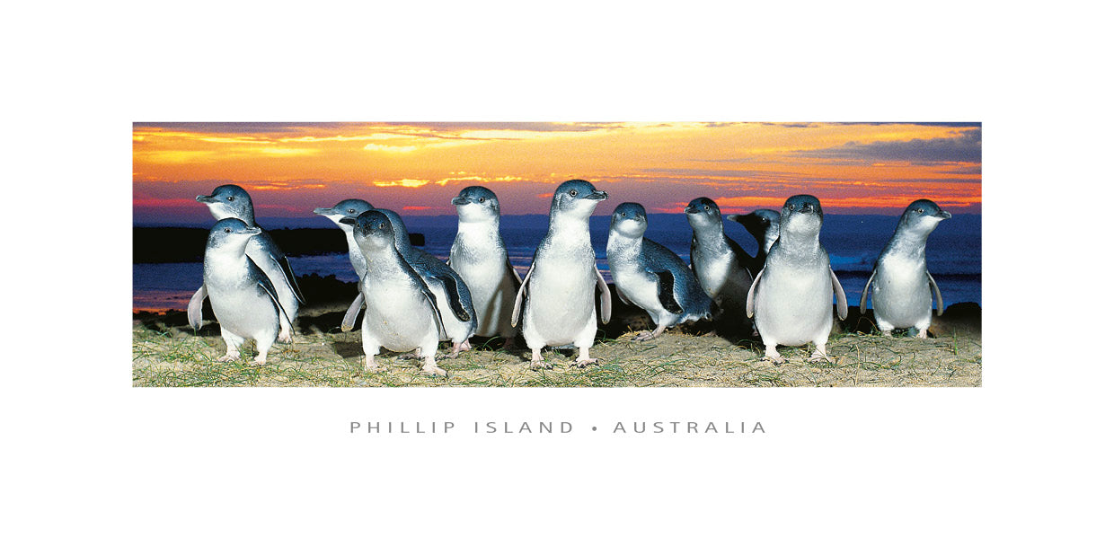 Sunset Penguins - Panoramic Framer Postcard PF3033
