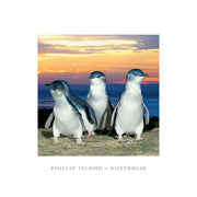 framer postcard