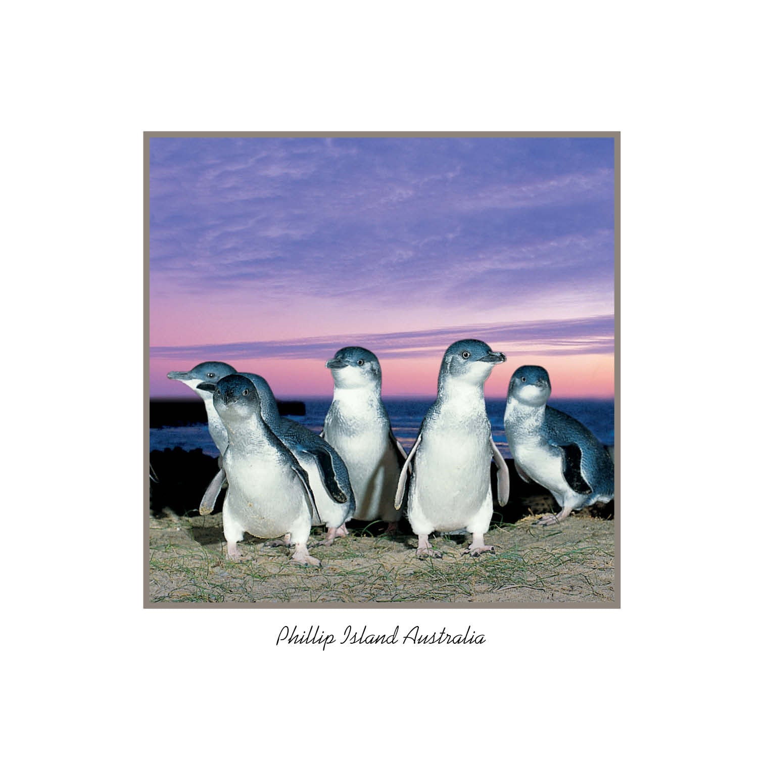 framer postcard