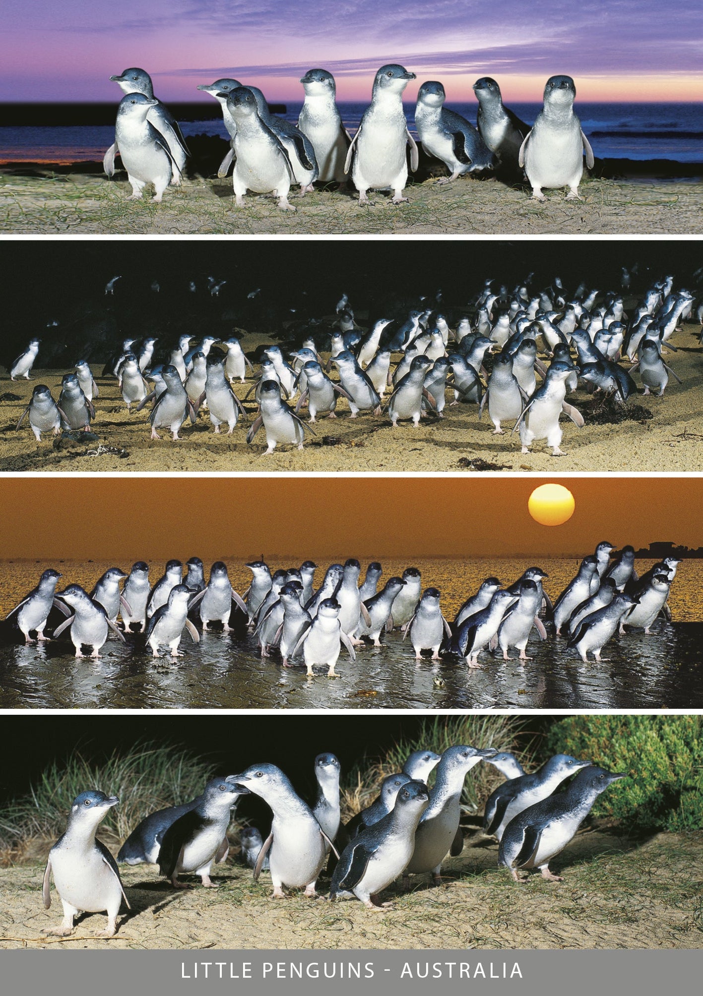 Little Penguins - 4 Scene - Continental Postcard