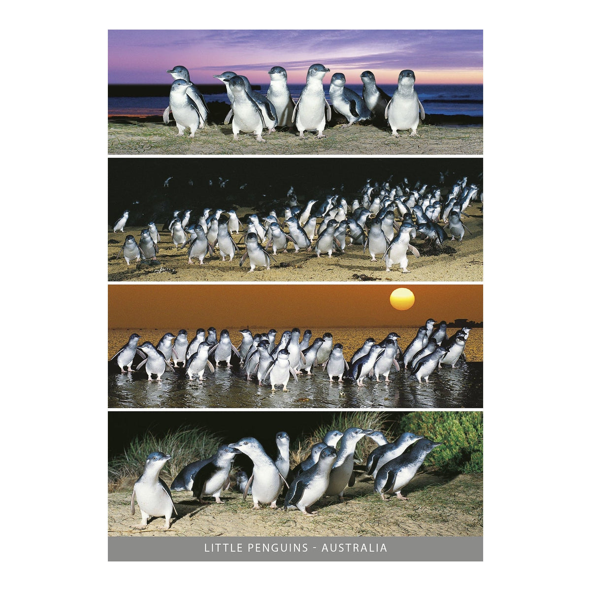 Little Penguins - 4 Scene - Continental Postcard