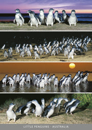 Little Penguins - 4 Scene - Continental Postcard