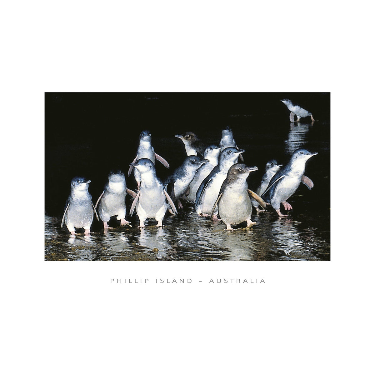 Penguins at Night - CF Postcard