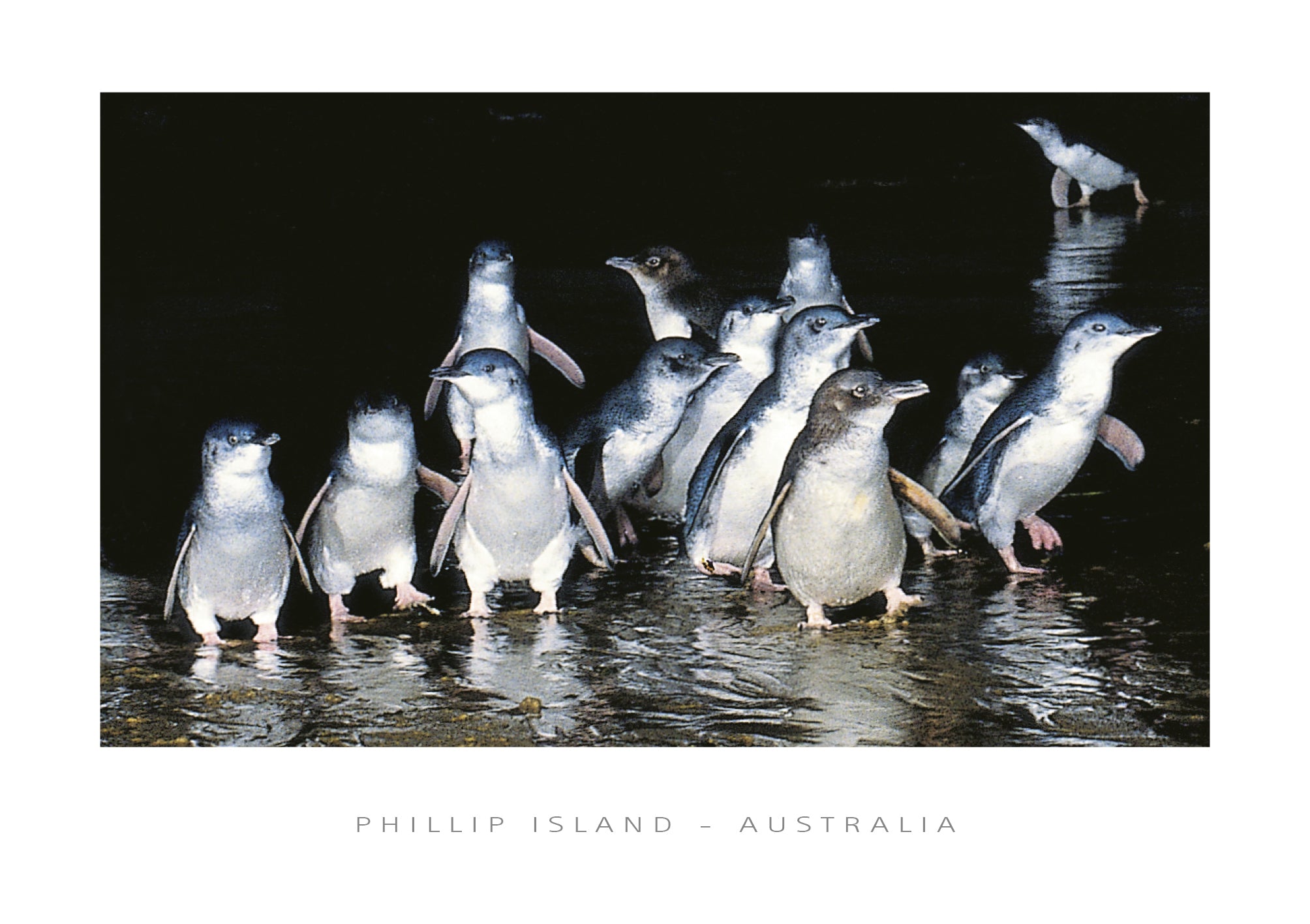 Penguins at Night - CF Postcard