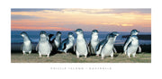 Sunset penguins - Panoramic Framer Postcard