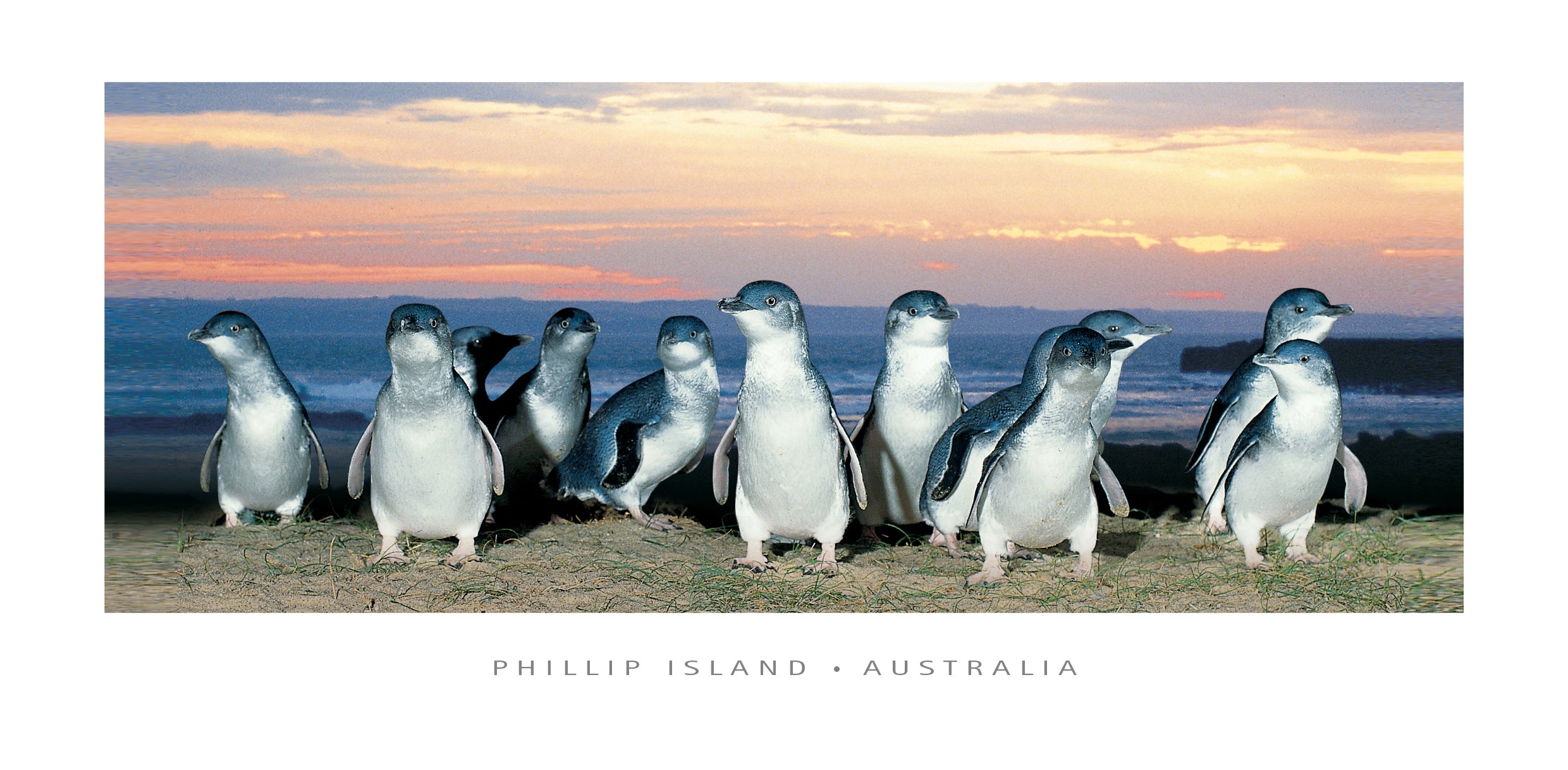 Sunset penguins - Panoramic Framer Postcard