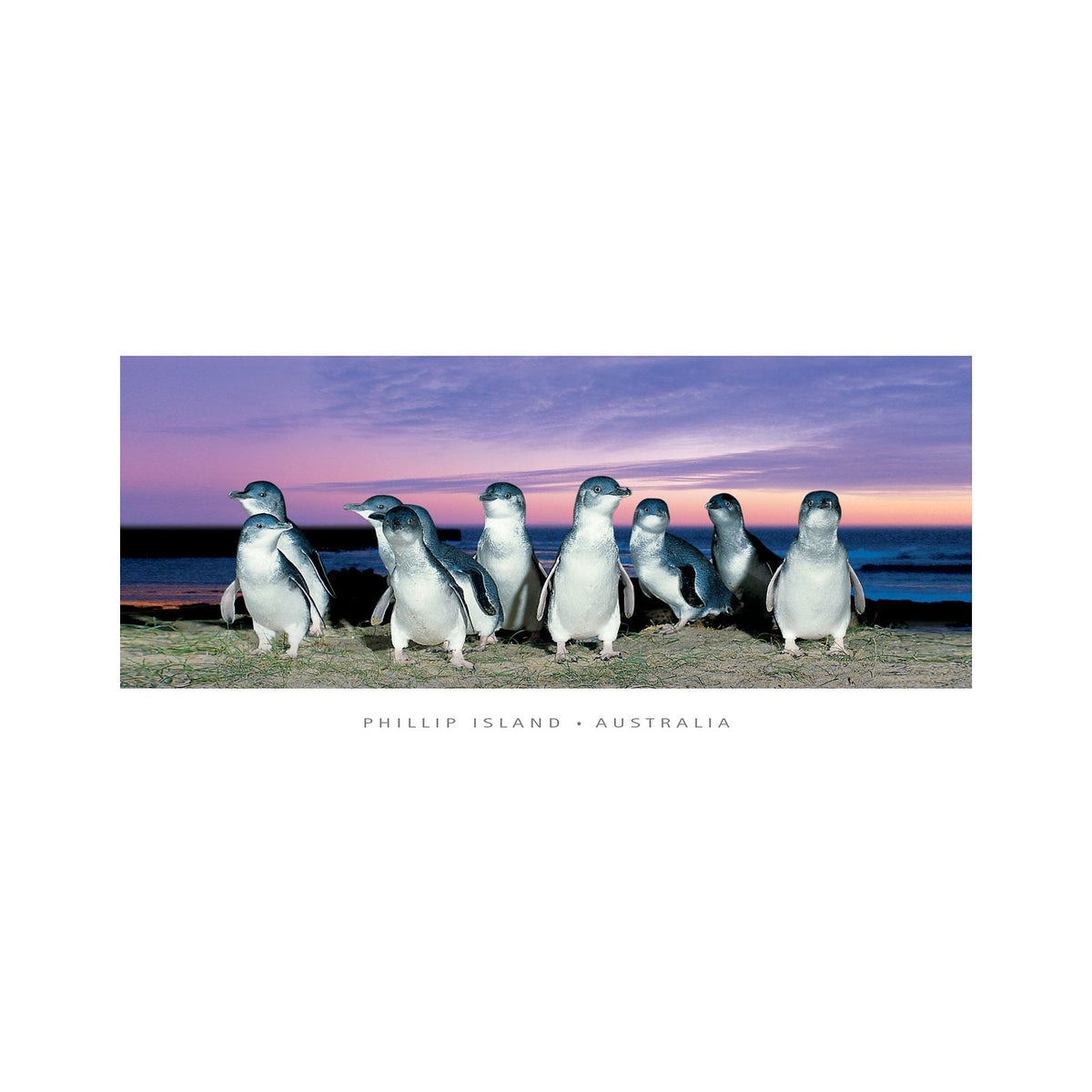 Phillip Island Purple Sunset - Panoramic Framer