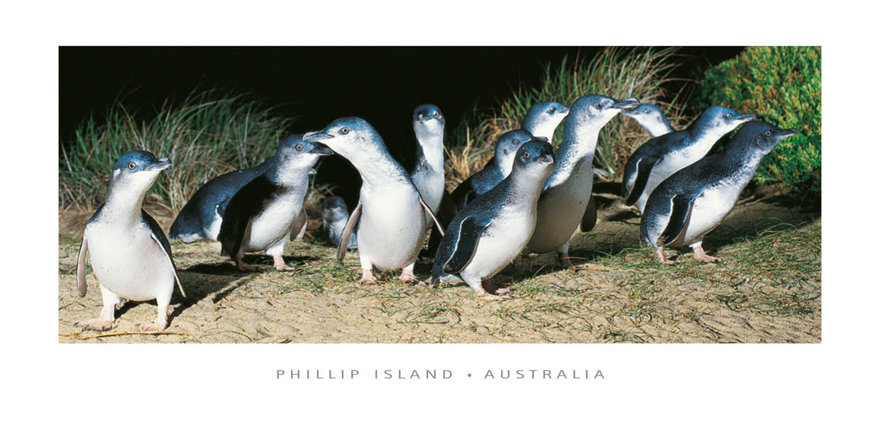 Phillip Island Penguins - Panoramic Framer