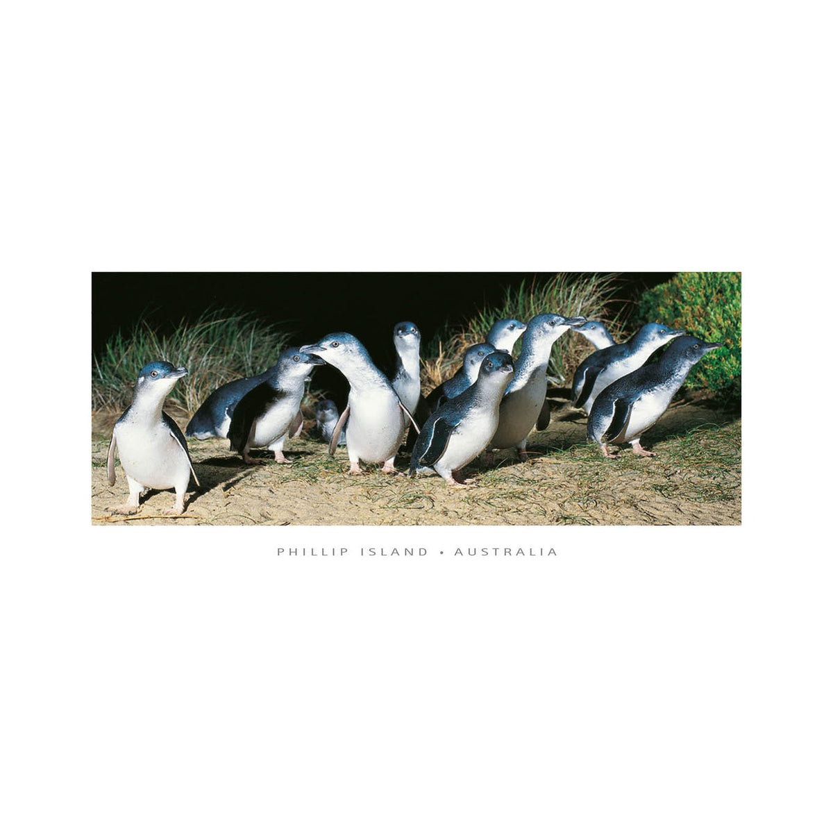 Phillip Island Penguins - Panoramic Framer