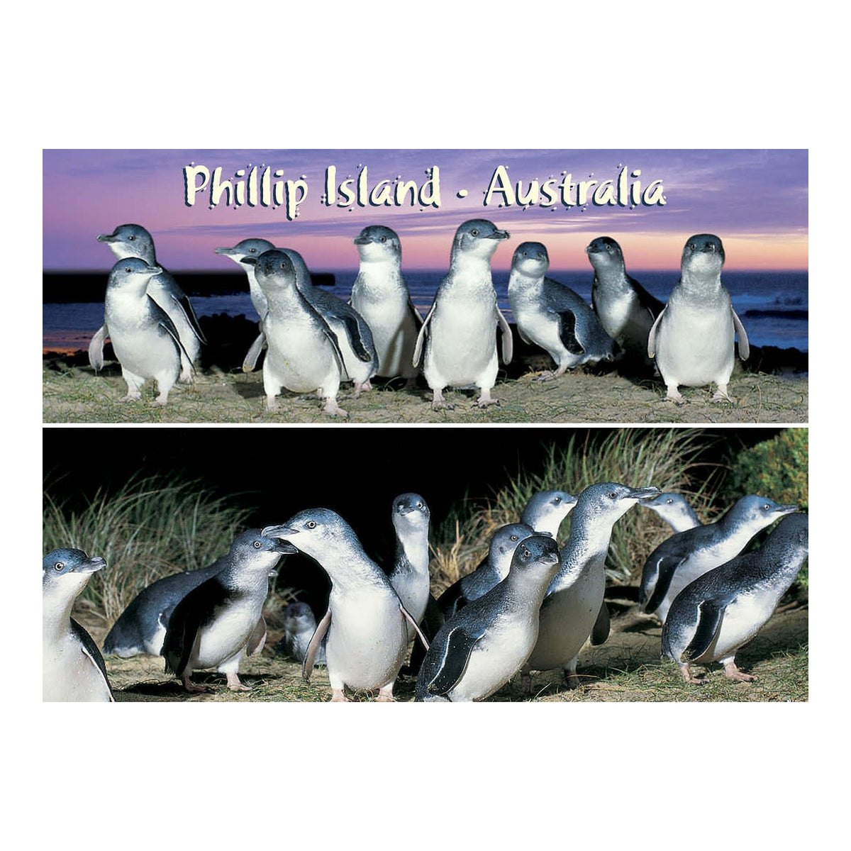 Penguins 2 scene - Metal Magnet