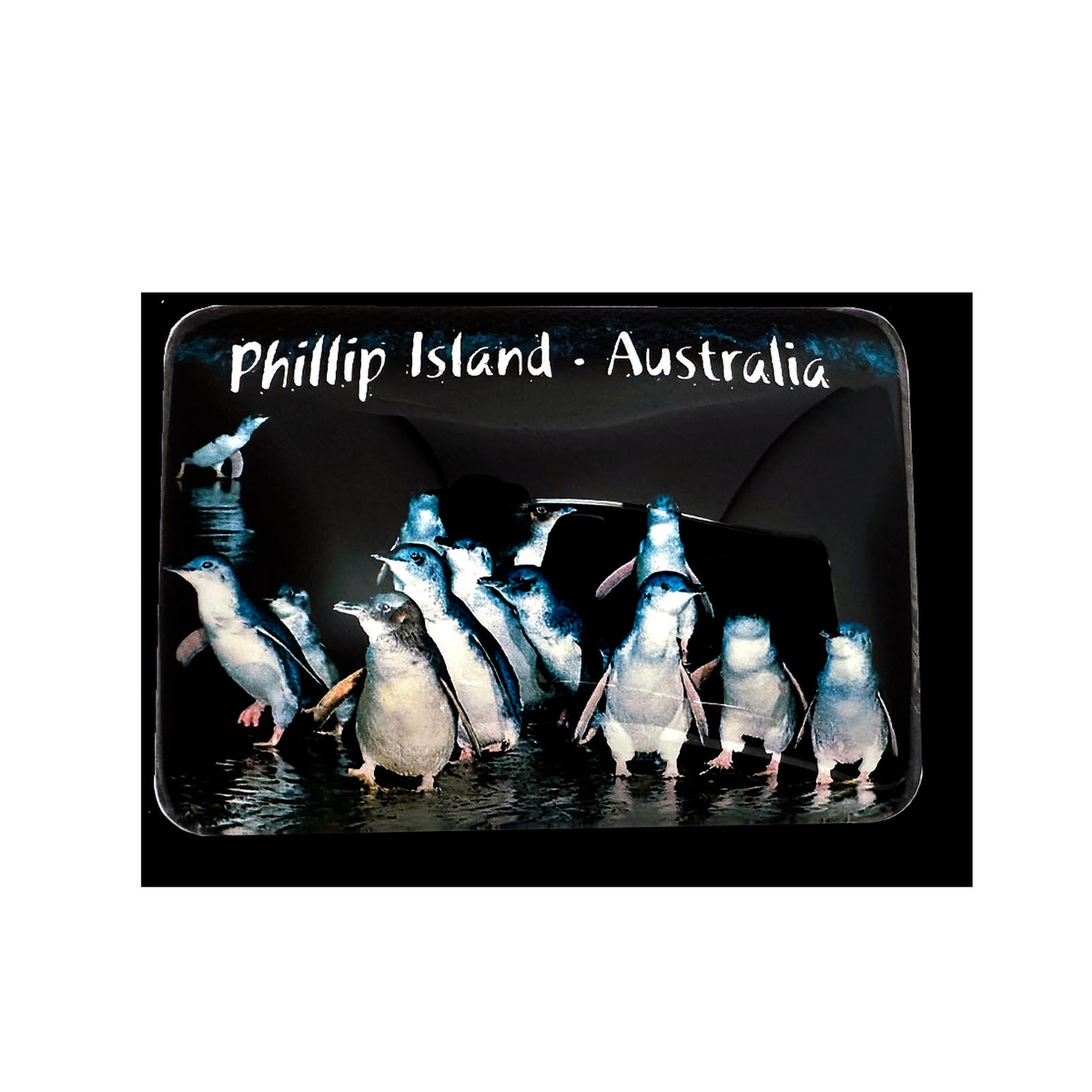 Penguins waters edge - Glass Magnet